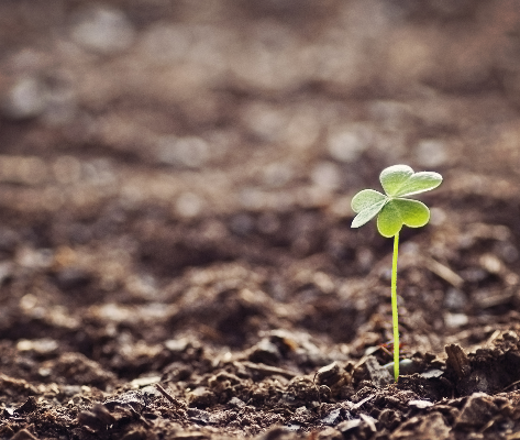 One clover in soil