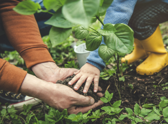 hands and plants